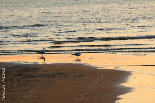 Seagulls foraging on the seashore in the evening