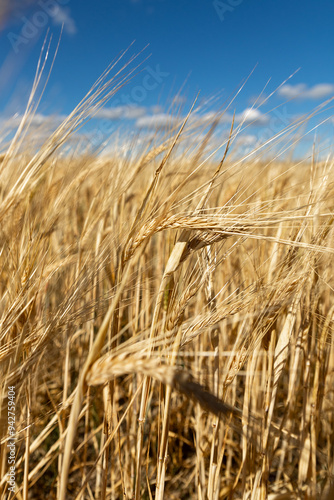 Beautiful landscape with field of ripe rye and blue summer sky, selective focus, food concept