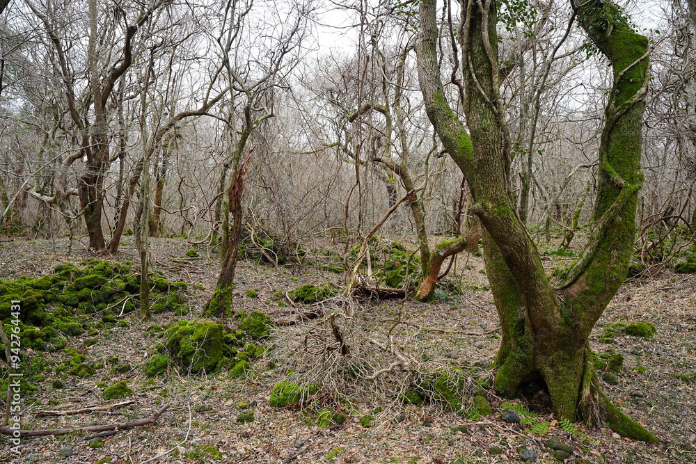winter forest with mossy rocks and bare trees winter forest with mossy rocks and bare trees