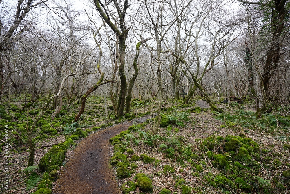 winter forest with mossy rocks and bare trees winter forest with mossy rocks and bare trees