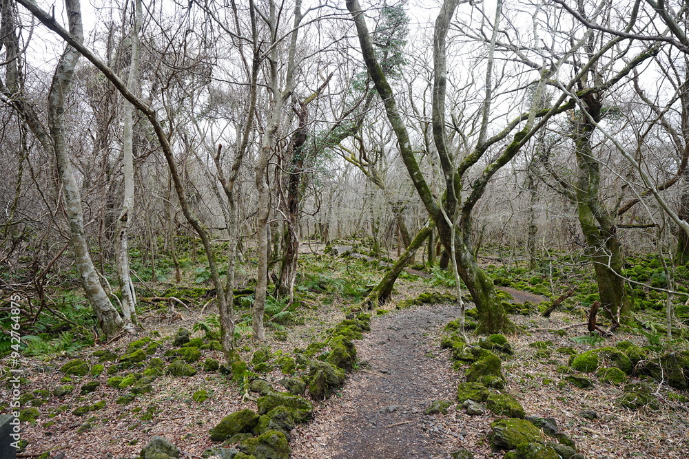 dreary winter forest with pathway dreary winter forest with pathway