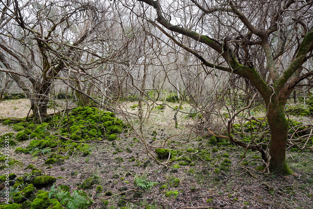 mossy rocks and bare trees with vines in winter forest mossy rocks and bare trees with vines in winter forest