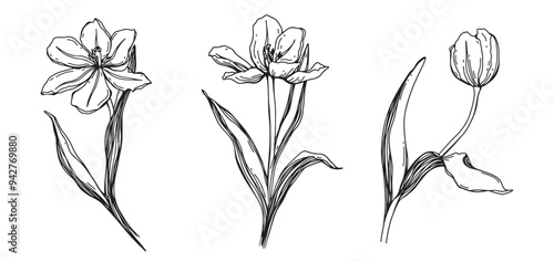 Spring flowers - Tulips. Vector hand drawn illustration of blossoming tulips and bud on isolated background. Bundle with outline drawing of leafs. Sketch in line art style painted by black inks.