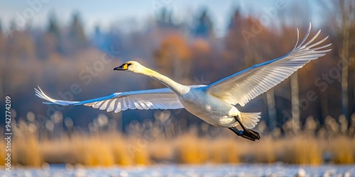 Majestic whooper swan soaring through the spring sky, graceful bird in flight, wildlife photography photo