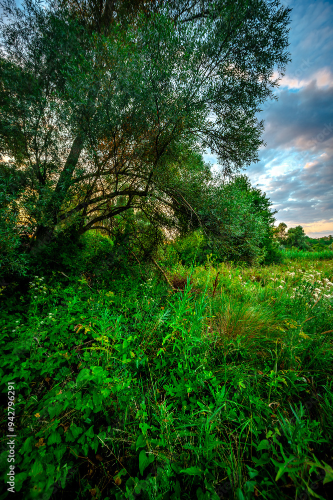 Obraz premium Big green grass on trees in forest , summer sunrise and morning in woodlands . Beautiful sky , a lot of grass , sunlight . Wild naure at summer morning , green colors. Trees covered by grass 