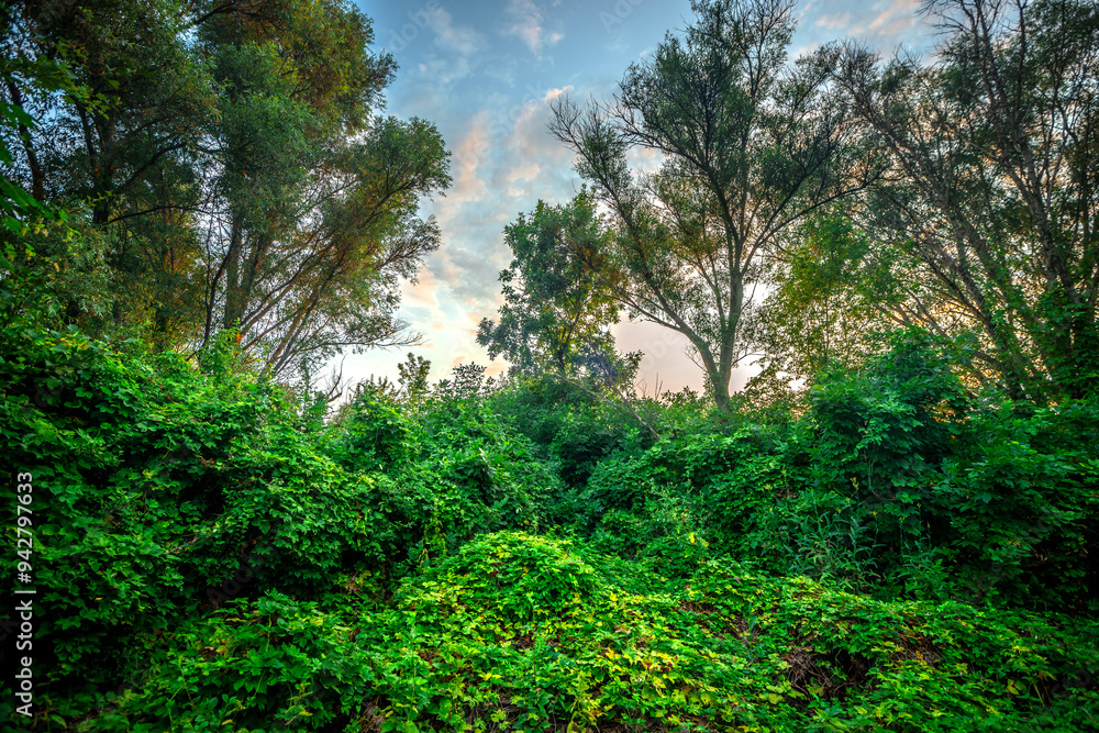 Obraz premium Big green grass on trees in forest , summer sunrise and morning in woodlands . Beautiful sky , a lot of grass , sunlight . Wild naure at summer morning , green colors. Trees covered by grass 