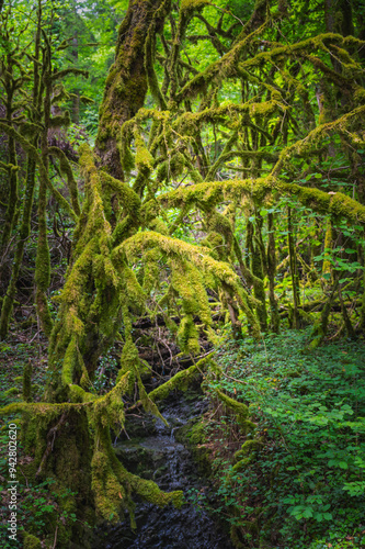 Forêt humide au abord de la Valserine photo