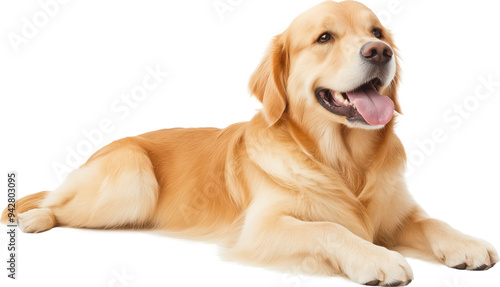Golden retriever lying down isolated on transparent background.