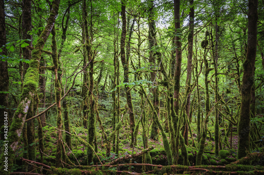 Forêt humide au abord de la Valserine Forêt humide au abord de la Valserine
