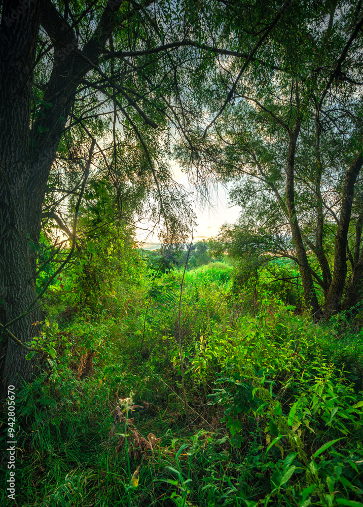 Trees in woodlands , forest beauty . Green leafs , summer morning , green grass , sunlights on field , beautiful landscape . Summer sunrise in forest , woodlands .Trees covered by grass .Clouds Trees in woodlands , forest beauty . Green leafs , summer morning , green grass , sunlights on field , beautiful landscape . Summer sunrise in forest , woodlands .Trees covered by grass .Clouds