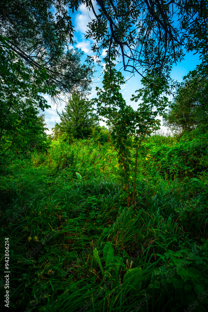 Trees in woodlands , forest beauty . Green leafs , summer morning , green grass , sunlights on field , beautiful landscape . Summer sunrise in forest , woodlands .Trees covered by grass .Clouds Trees in woodlands , forest beauty . Green leafs , summer morning , green grass , sunlights on field , beautiful landscape . Summer sunrise in forest , woodlands .Trees covered by grass .Clouds