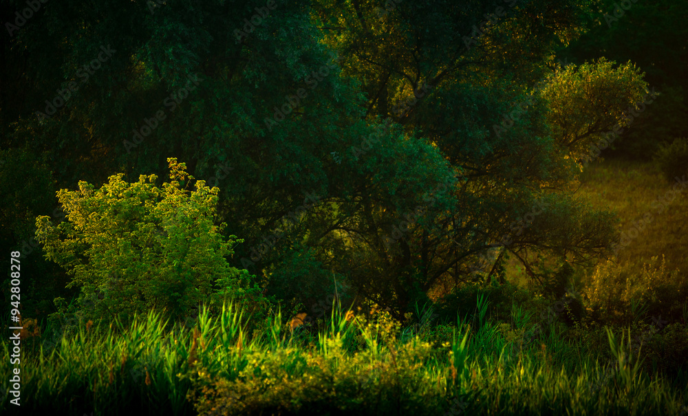 Trees in woodlands , forest beauty . Green leafs , summer morning , green grass , sunlights on field , beautiful landscape . Summer sunrise in forest , woodlands .Trees covered by grass .Clouds Trees in woodlands , forest beauty . Green leafs , summer morning , green grass , sunlights on field , beautiful landscape . Summer sunrise in forest , woodlands .Trees covered by grass .Clouds