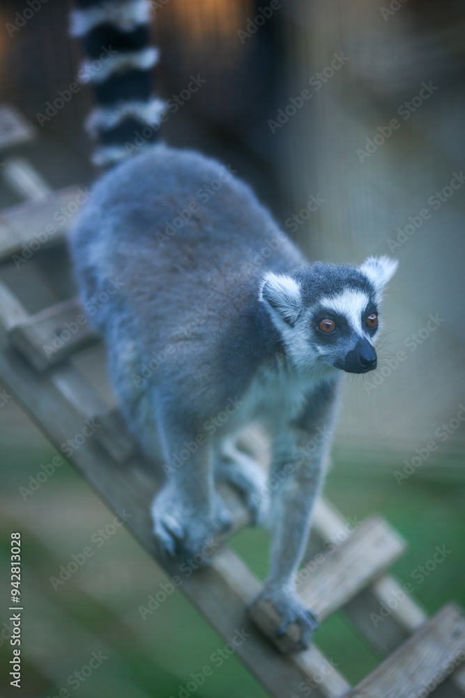 Fototapeta premium The ring-tailed lemur (Lemur catta), wild animals, funny animals, zoo concept