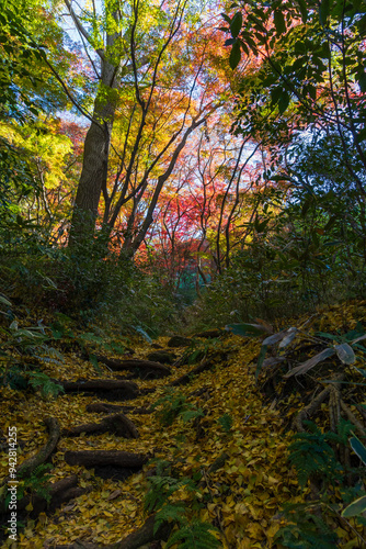 日本の風景・秋 古都鎌倉 紅葉の獅子舞の谷