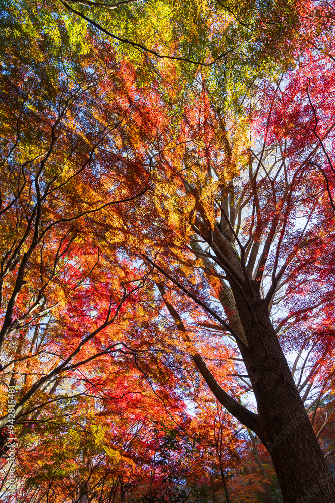 日本の風景・秋 古都鎌倉 紅葉の獅子舞の谷 日本の風景・秋 古都鎌倉 紅葉の獅子舞の谷