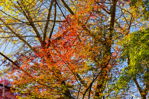 日本の風景・秋 古都鎌倉 紅葉の獅子舞の谷