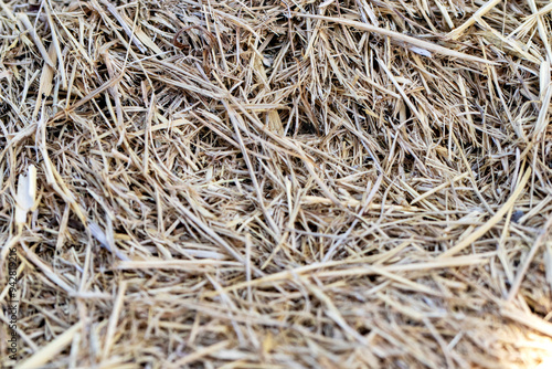 Dry meadow texture, close-up. macro