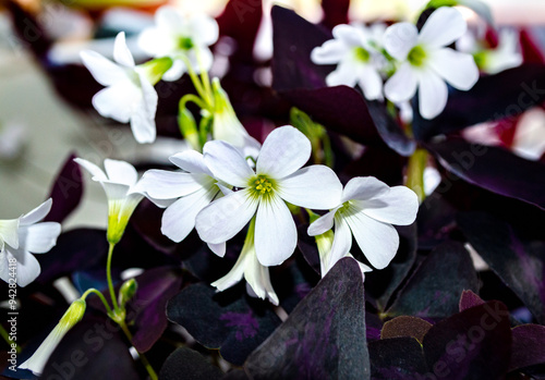 blooming oxalis triangularis flower. white flowers, purple leaves.