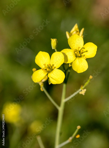 yellow flowers in the garden