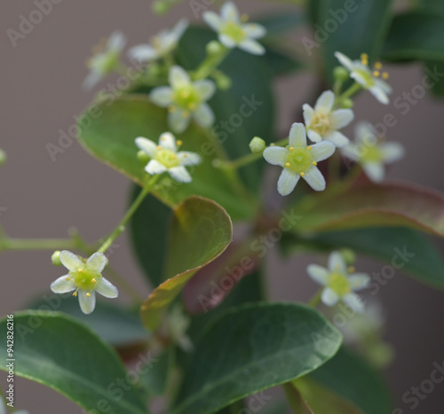 Beautiful close-up of maytenus dhofarensis photo