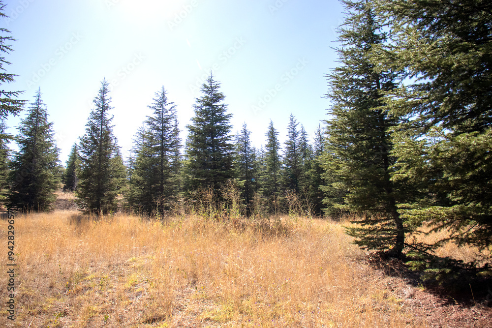 open grassy areas in a forest area. forest landscape open grassy areas in a forest area. forest landscape