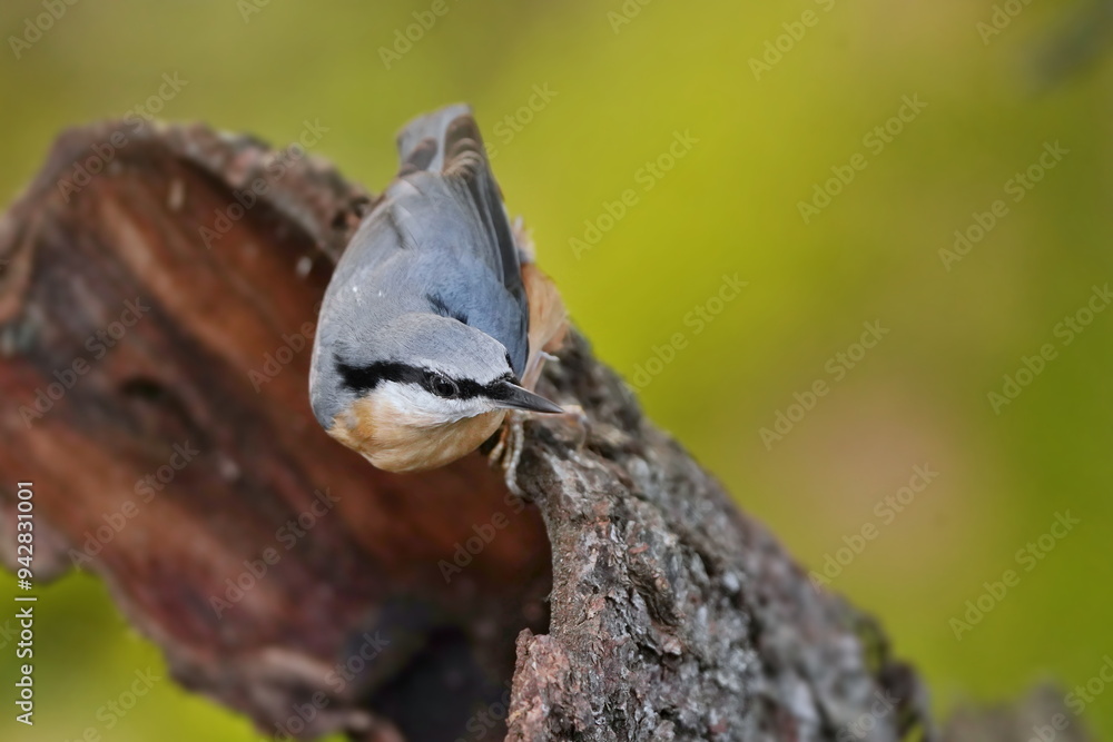 Obraz premium Portrait of a nuthatch. (Sitta europaea). Nuthatch in the nature habitat. Wildlife scene from forest.