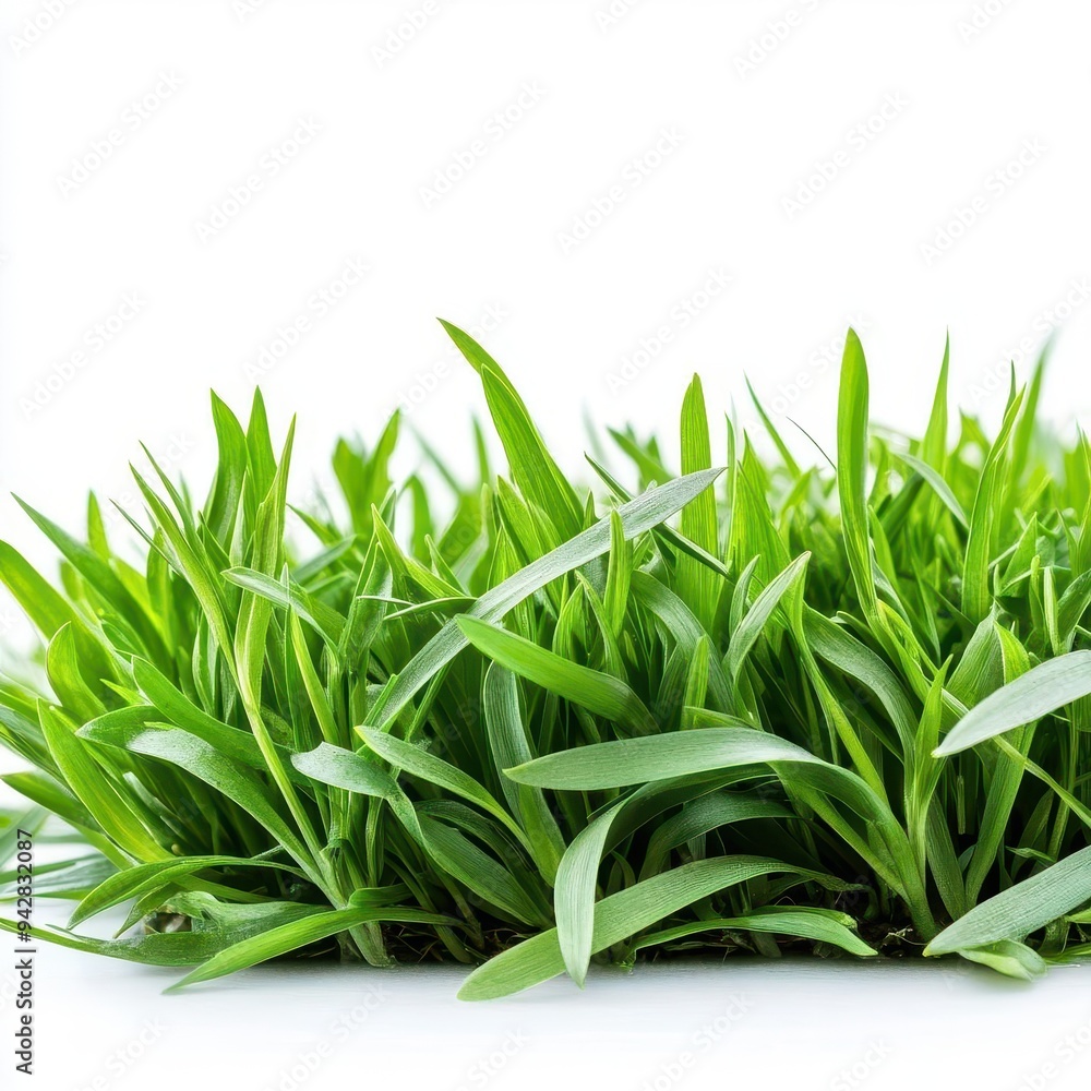 Fototapeta premium Lawn green grass isolated on white background