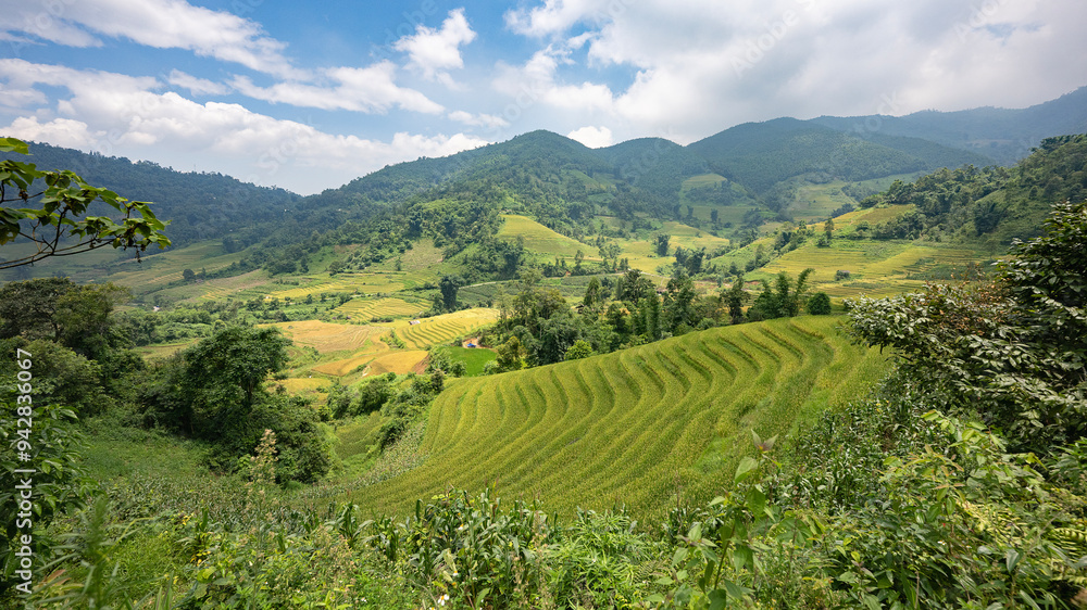 Fototapeta premium Landscape with green and yellow rice terraced fields and cloudy sky in North Vietnam