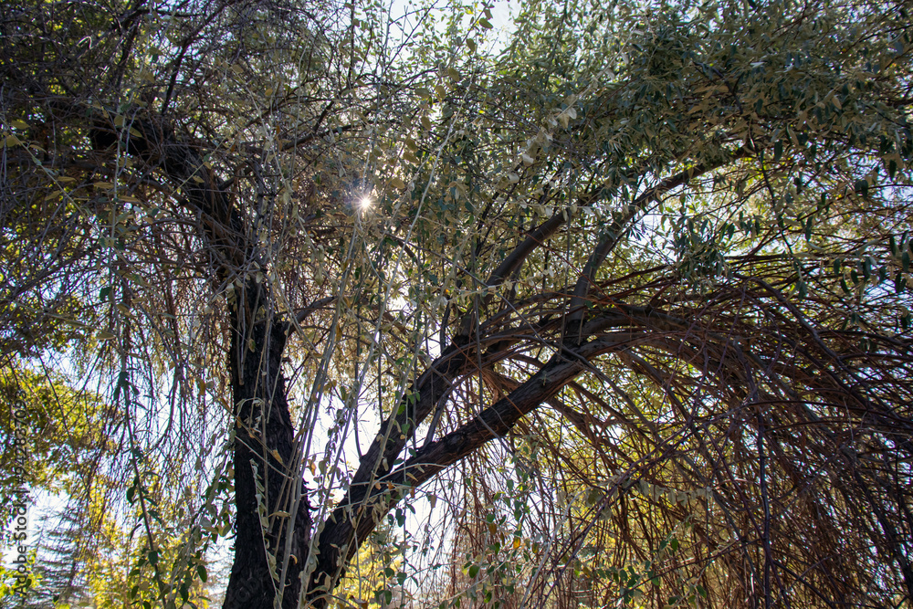 Obraz premium weeping willow tree, close-up. against the sky.