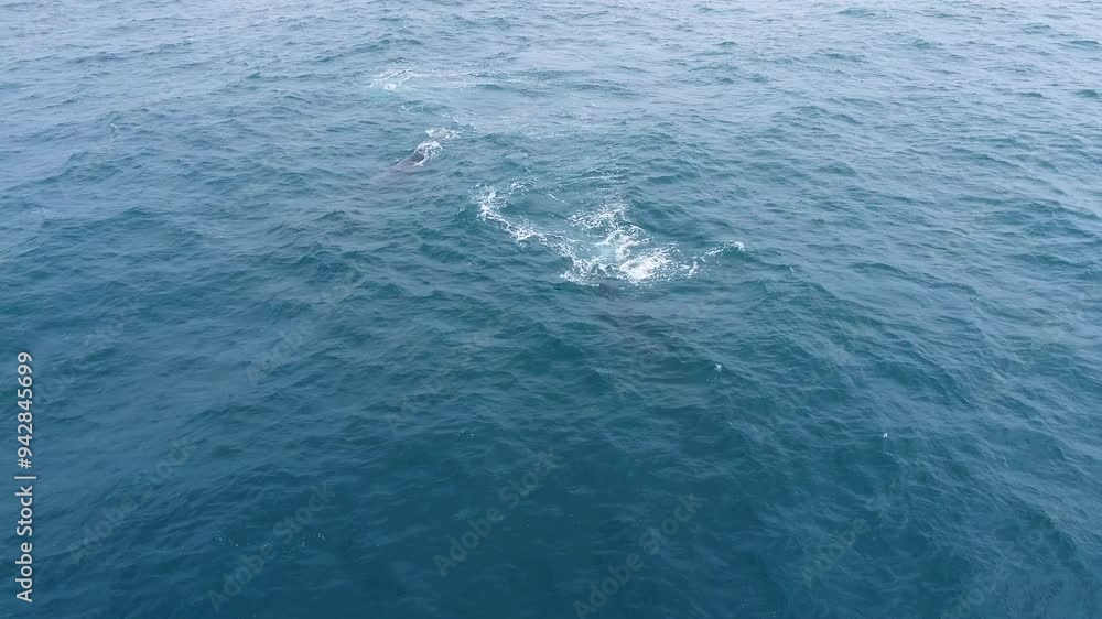 Playful Whales Breaching and rolling in Ocean 4K Playful Whales Breaching and rolling in Ocean 4K
