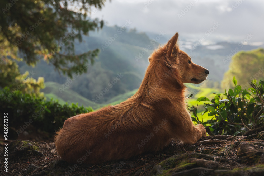 Naklejka premium A ginger dog rests proudly on the side of a mountain.