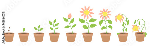 Vector Illustration of cornflower character Growth Stages. Include wilted and dried plants