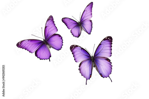 Flock of purple butterflies on an isolated transparent background