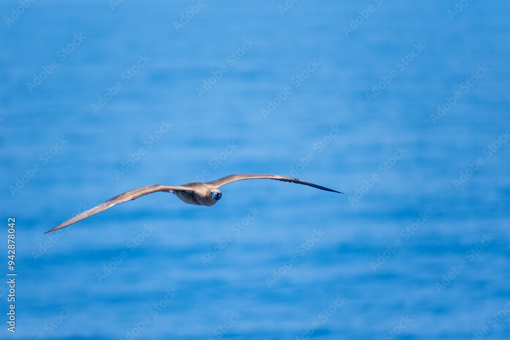 Seabird Masked, Blue-faced Booby (Sula dactylatra) flying over the blue, calm ocean. Seabird is hunting for flying fish jumping out of the water. Seabird Masked, Blue-faced Booby (Sula dactylatra) flying over the blue, calm ocean. Seabird is hunting for flying fish jumping out of the water.
