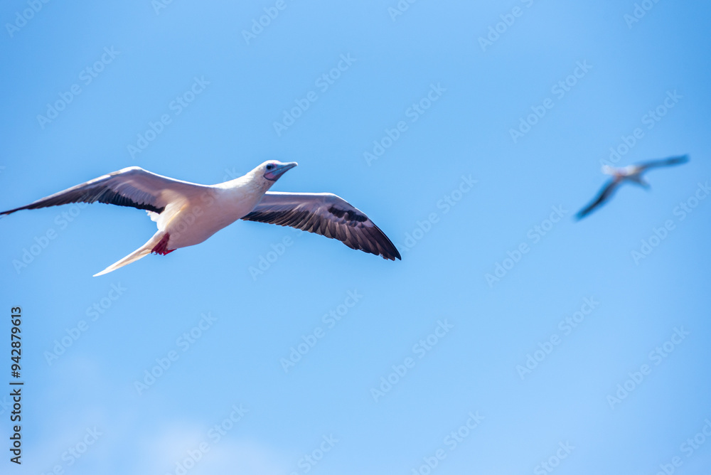 Obraz premium Seabird Masked, Blue-faced Booby (Sula dactylatra) flying over the blue, calm ocean. Seabird is hunting for flying fish jumping out of the water.