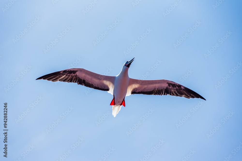 Obraz premium Seabird Masked, Blue-faced Booby (Sula dactylatra) flying over the blue, calm ocean. Seabird is hunting for flying fish jumping out of the water.