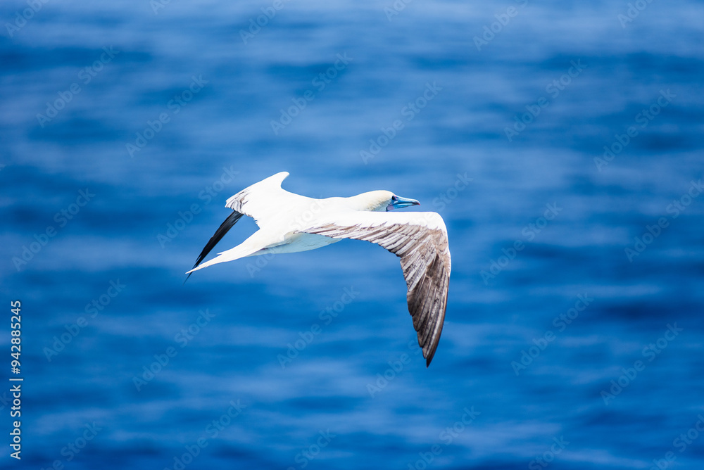 Seabird Masked, Blue-faced Booby (Sula dactylatra) flying over the blue, calm ocean. Seabird is hunting for flying fish jumping out of the water. Seabird Masked, Blue-faced Booby (Sula dactylatra) flying over the blue, calm ocean. Seabird is hunting for flying fish jumping out of the water.