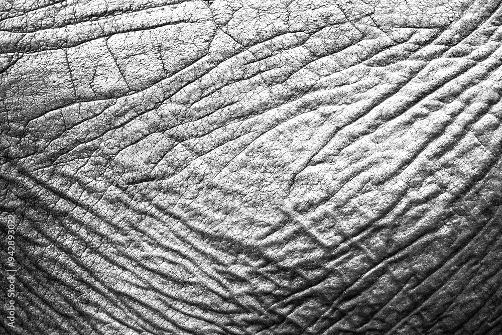 Transparent elephant skin texture for background grunge effect Transparent elephant skin texture for background grunge effect