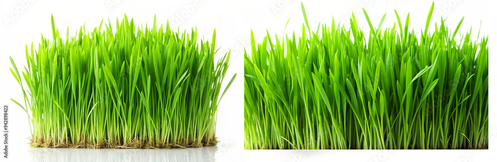 Fresh Green Grass Isolated On White Background. Perfect For Spring Or Nature Designs. Fresh Green Grass Isolated On White Background. Perfect For Spring Or Nature Designs.