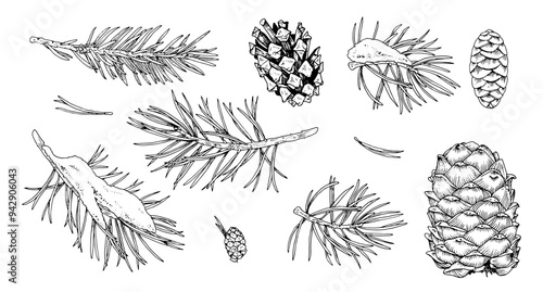 Vector set of Christmas plants on white background. A hand drawn collection of coniferous branches, including fir and pine with pinecones. The line art captures the spirit of winter