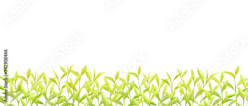 水彩で描いた茶畑　お茶の葉