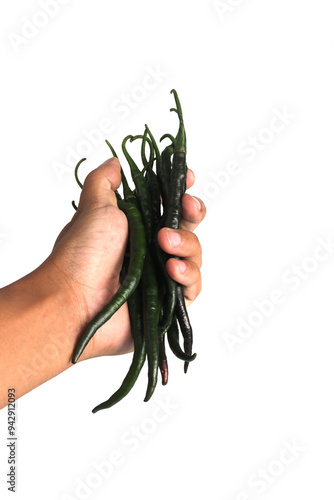 A hand holds Fresh green chili peppers or Cabai Hijau Keriting with a distinctive curly shape, these green chili peppers are harvested early, before they ripen to red, Isolated on a white background photo