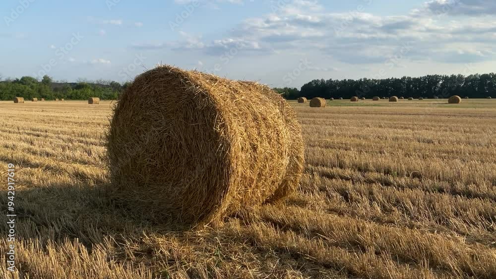 field with haystacks taken in summer at sunset field with haystacks taken in summer at sunset