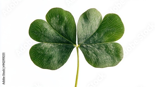 Lucky Clover in hand of man who picked plant and made wish to achieve good luck and fortune,St Patrick day for banner with leaf confetti,Four lucky grass leaves symbol for advertising.