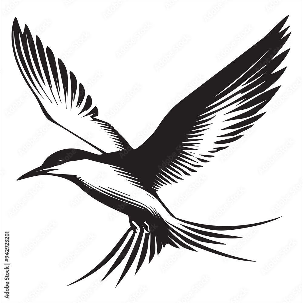 Obraz premium Common Tern Silhouette, Sterna hirundo Bird Clipart - Common Tern soaring Illustration in black and white