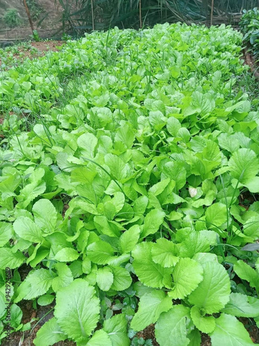 lettuce in the garden