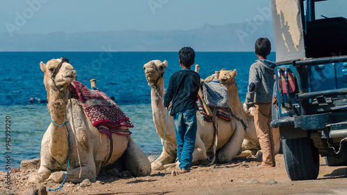 Quadro su tela two camels and local boys on coast of sea in Egypt Dahab South Sinai