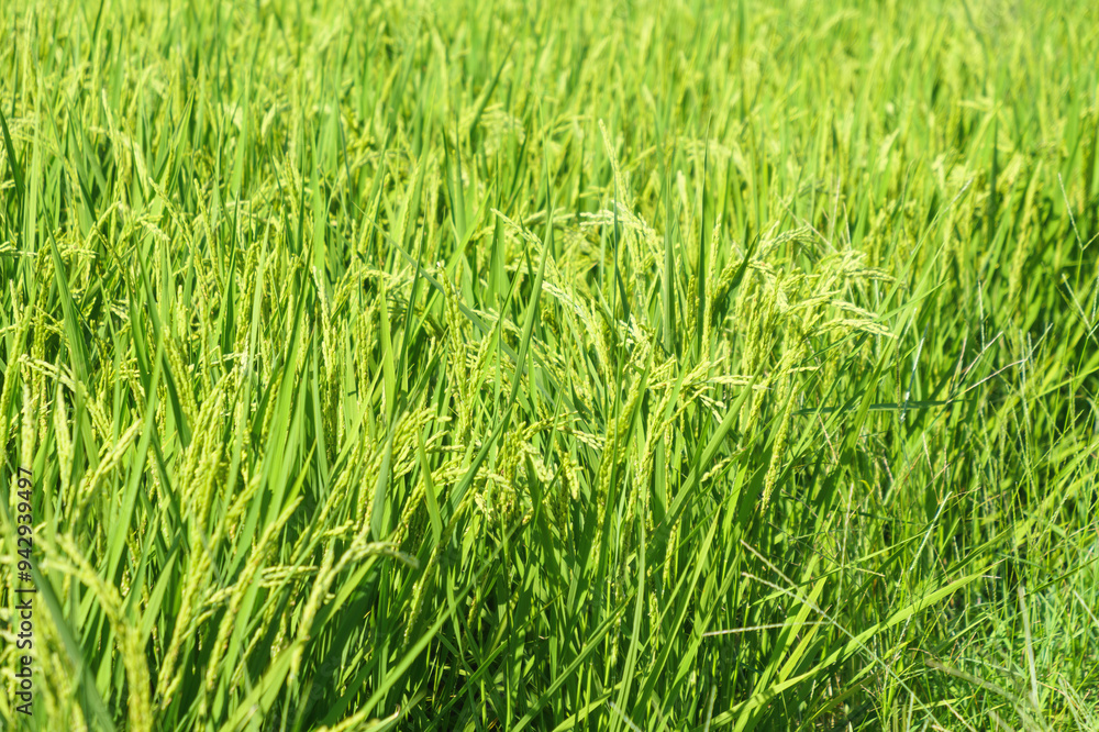 Agriculture yellow rice ear of rice growing in a rice field Agriculture yellow rice ear of rice growing in a rice field