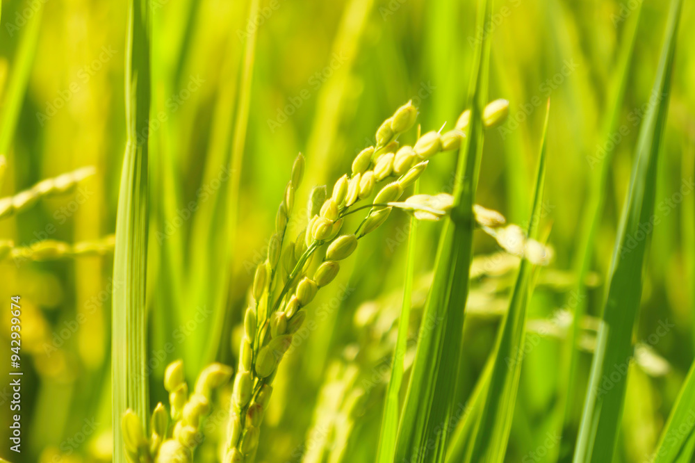 Agriculture yellow rice ear of rice growing in a rice field Agriculture yellow rice ear of rice growing in a rice field