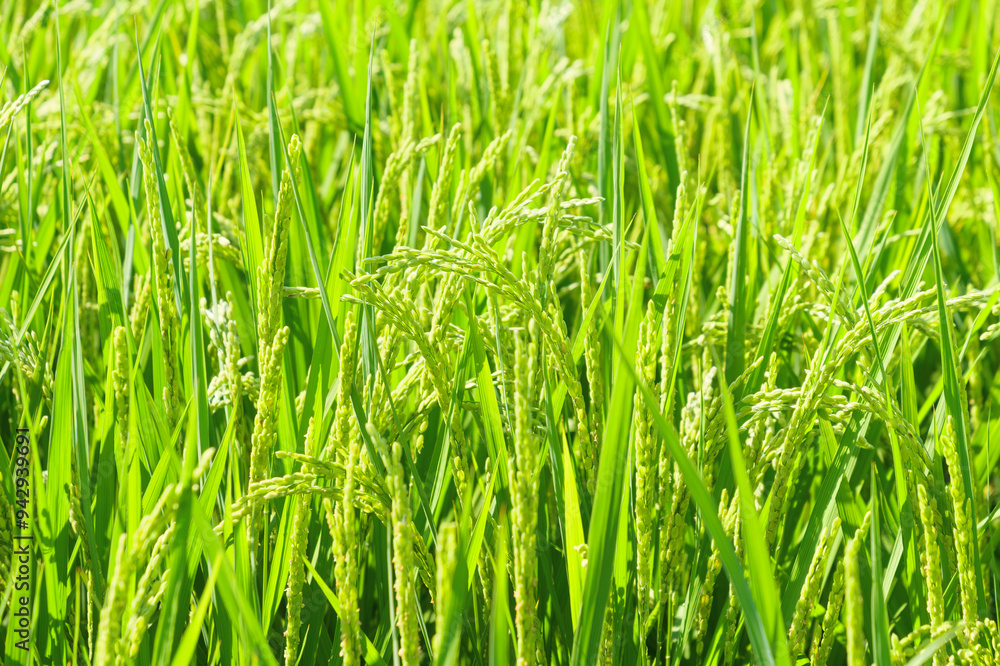 Agriculture yellow rice ear of rice growing in a rice field
